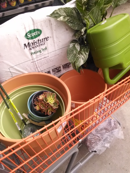 Recent Home Depot run. You can even see Sally the Succulent, my contribution to our plant collection.